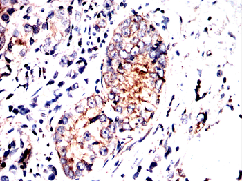 TUBB Antibody