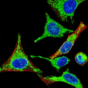 BCL2 Antibody