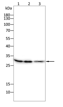 BCL2 Antibody