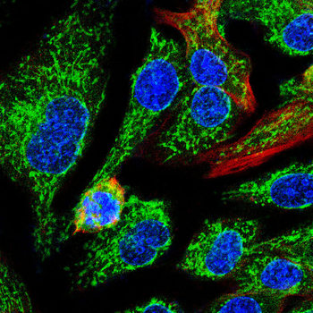 H3C1 Antibody