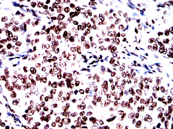 H3C1 Antibody