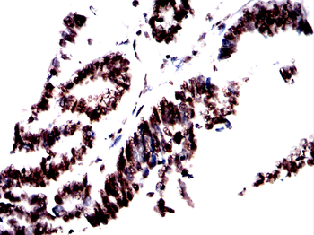 H3C1 Antibody