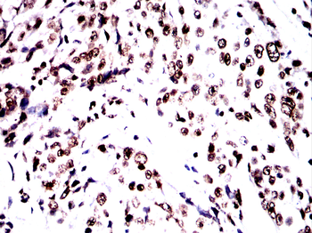 H3C1 Antibody