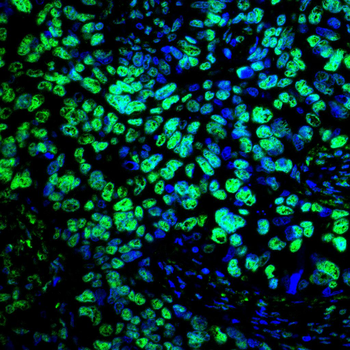 H3C1 Antibody