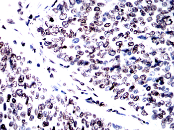 H3C1 Antibody