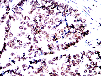 H3C1 Antibody