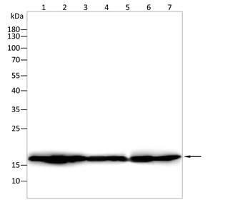 H3C1 Antibody