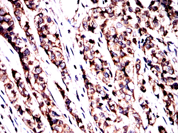 RELA Antibody