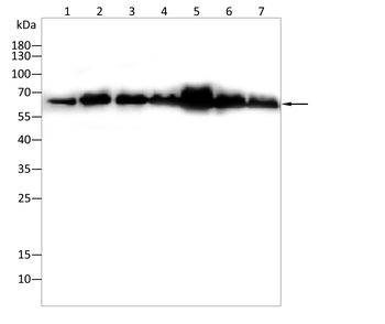 RELA Antibody