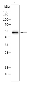 TP53 Antibody