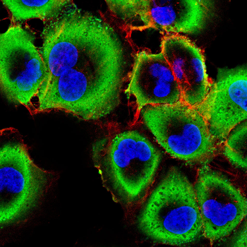 FCGR3A Antibody