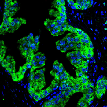 HSPA8 Antibody