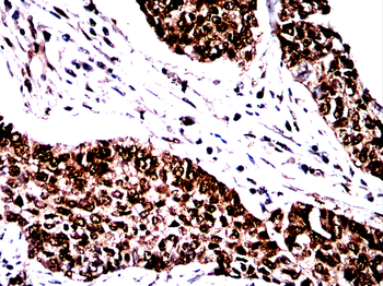 HSPA8 Antibody