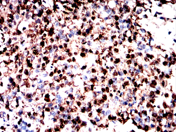 HSPA8 Antibody