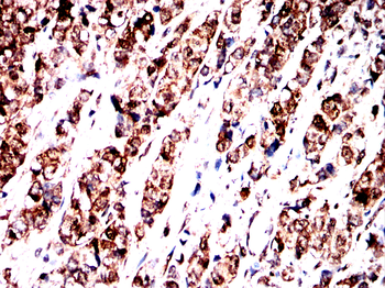 HSPA8 Antibody