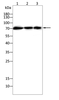 HSPA8 Antibody