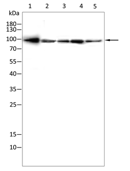 STAT3 Antibody