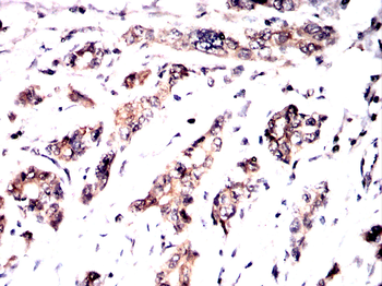 PRKAA1 Antibody