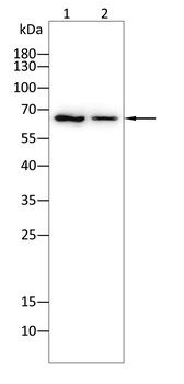 PRKAA1 Antibody