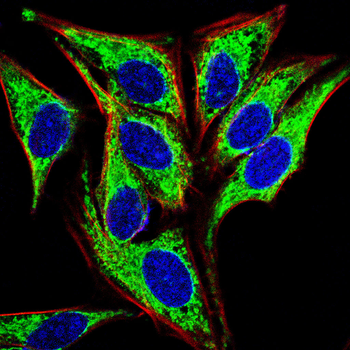 MICU1 Antibody