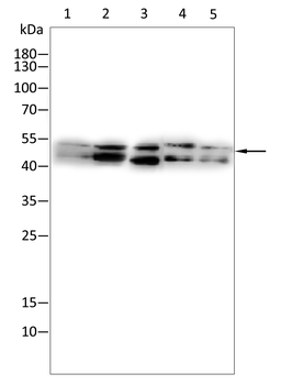 MICU1 Antibody