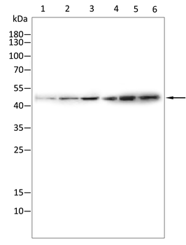 GSK3B Antibody