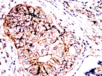TUBB Antibody