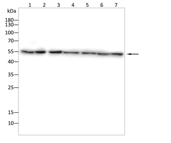 TUBB Antibody
