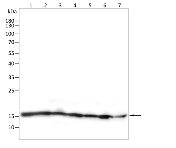 H3C1 Antibody