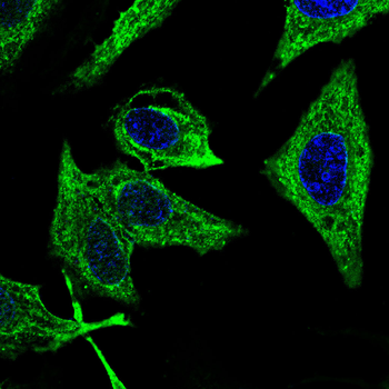 H3C1 Antibody
