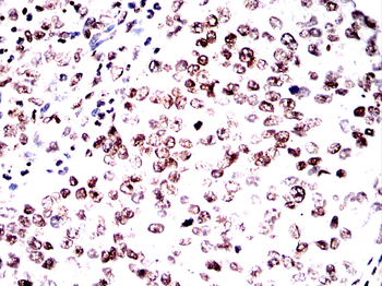H3C1 Antibody