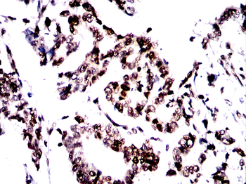 H3C1 Antibody