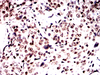 H3C1 Antibody