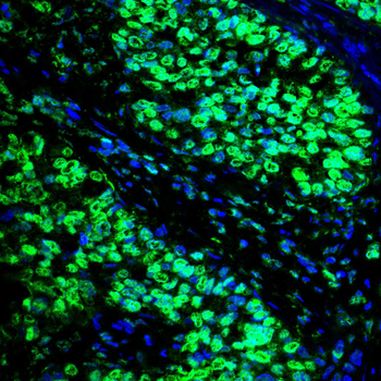 H3C1 Antibody