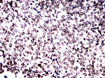 H3C1 Antibody