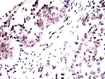 H3C1 Antibody