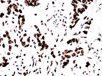 H3C1 Antibody