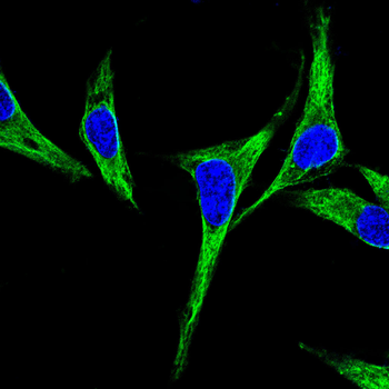 MAPK3,MAPK1 Antibody