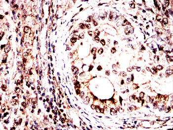 MAPK3,MAPK1 Antibody
