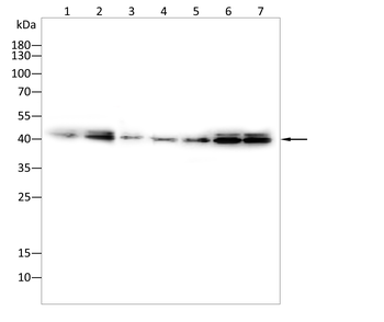MAPK3,MAPK1 Antibody