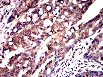 MAPK3,MAPK1 Antibody