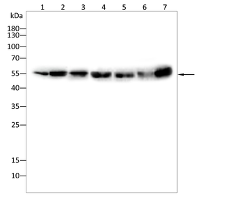 ATG5 Antibody