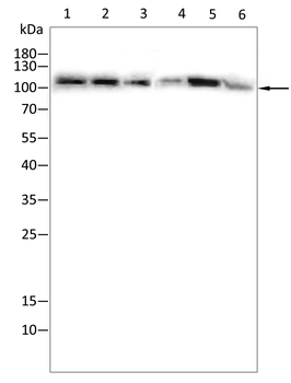 NFKB1 Antibody