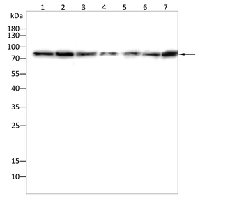PIK3R1 Antibody