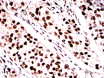 GSK3B Antibody