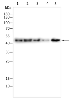 GSK3B Antibody