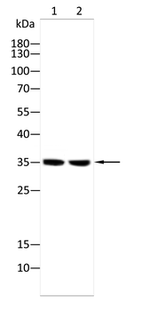 LRP1 Antibody