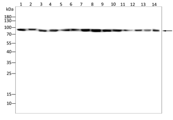 RAPGEF3 Antibody