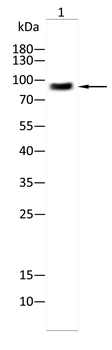 RAPGEF3 Antibody