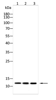HMGA2 Antibody